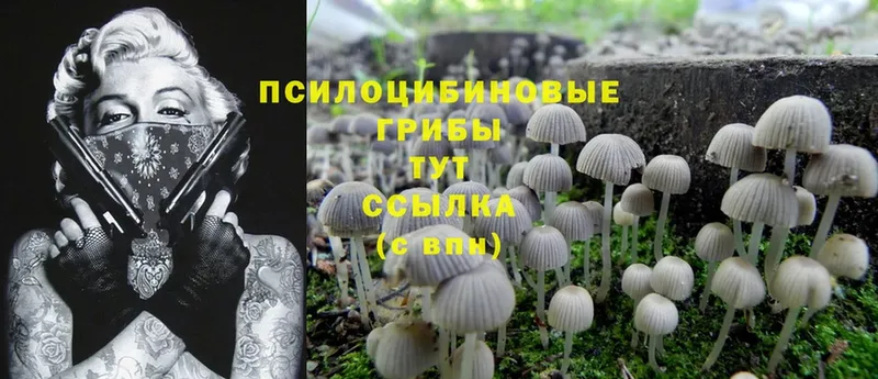 Галлюциногенные грибы Psilocybine cubensis  купить наркотики цена  Катайск 